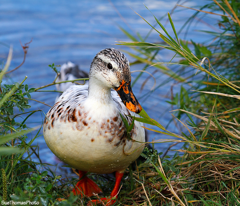 Mallard at Okanagan Falls, B.C.