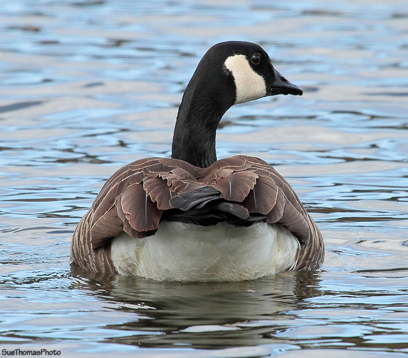 Canada Goose at Somenos Marsh, Vancouver Island