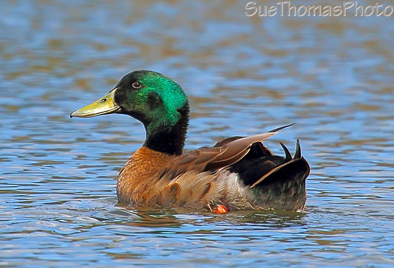 Mallard Drake