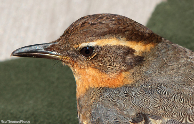 Varied Thrush, Vancouver Island