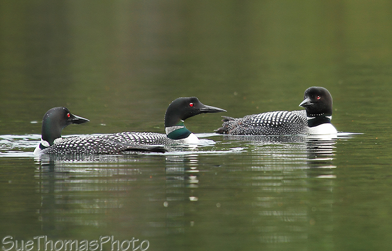 Common Loons in Yukon