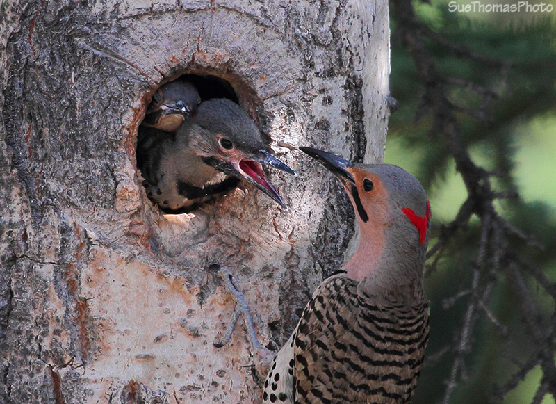 Northern Flicker