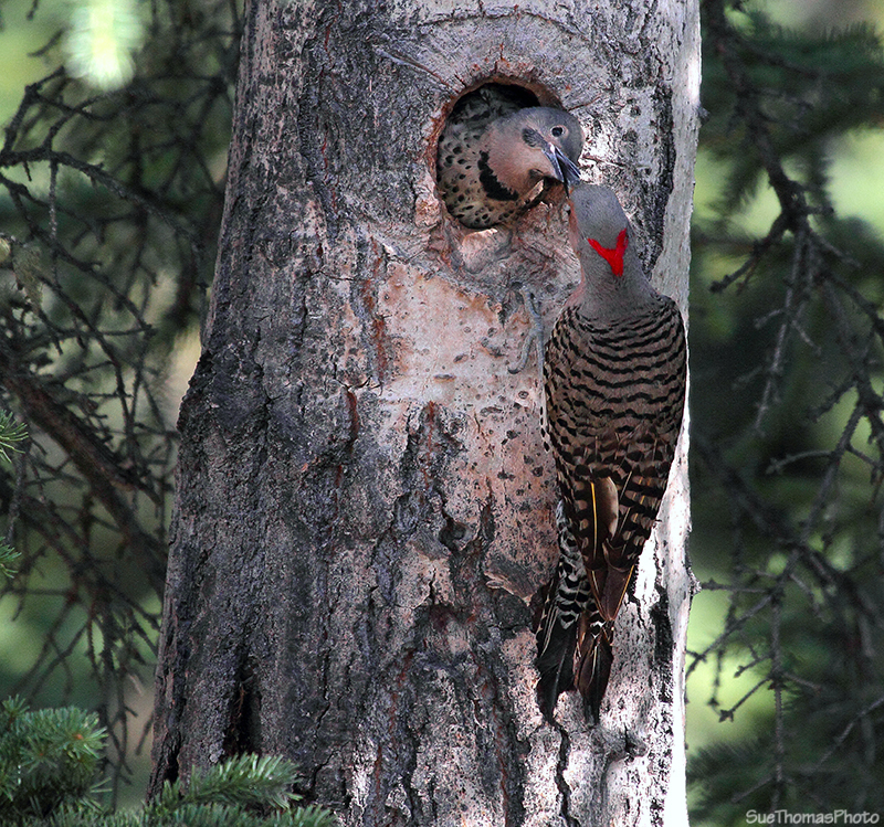 Northern Flicker chick being fed - July 2012