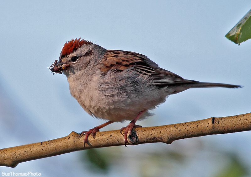 Chipping Sparrow in Yukon