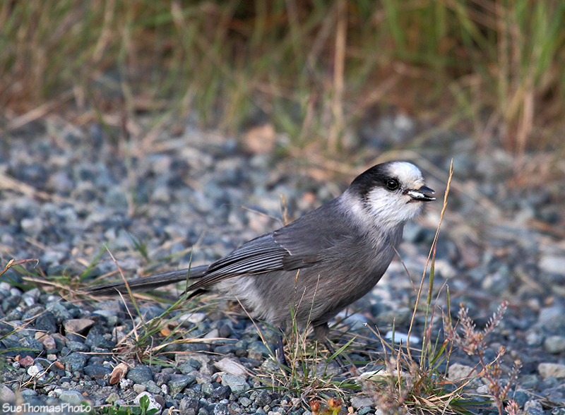 Gray Jay in Yukon