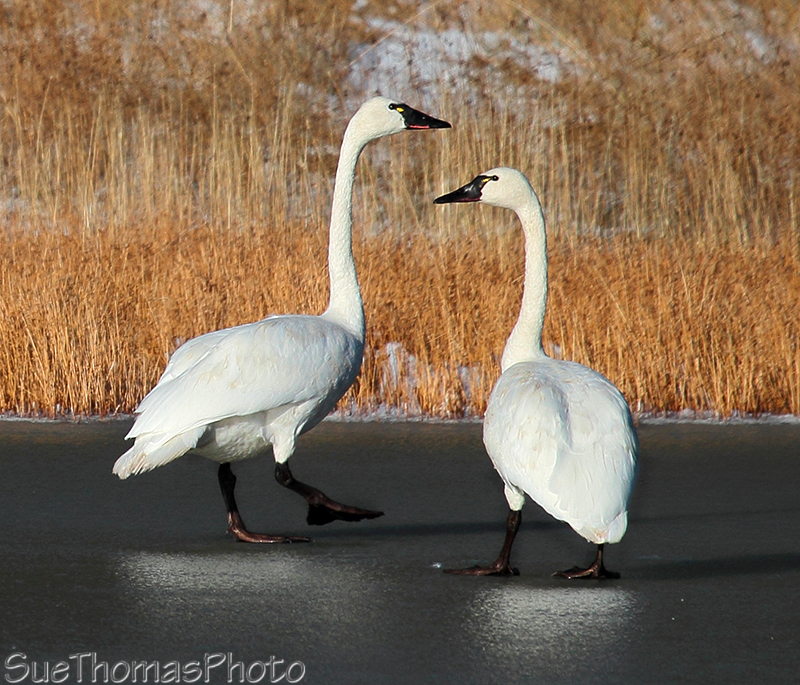 Tundra Swans in Yukon