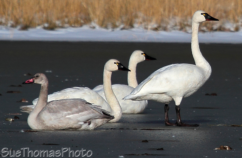 Tundra Swans, Alaska Highway, Yukon