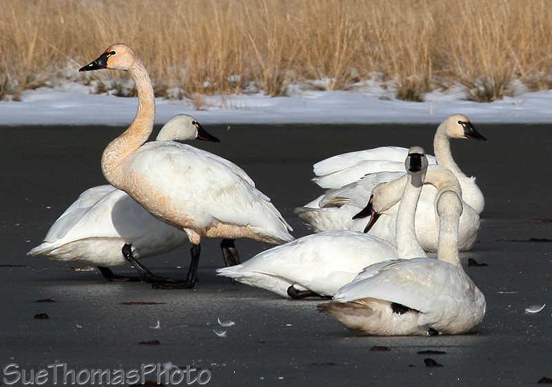 Tundra Swans in Yukon