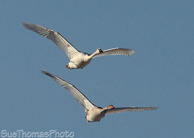 Tundra Swans, Alaska Highway, Yukon