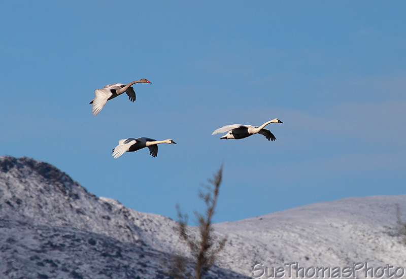 Tundra Swans in flight in Yukon