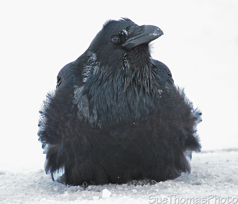 Common Raven in Yukon Winter
