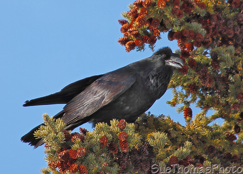 Common Raven