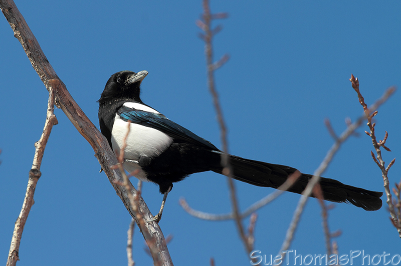 Magpie
