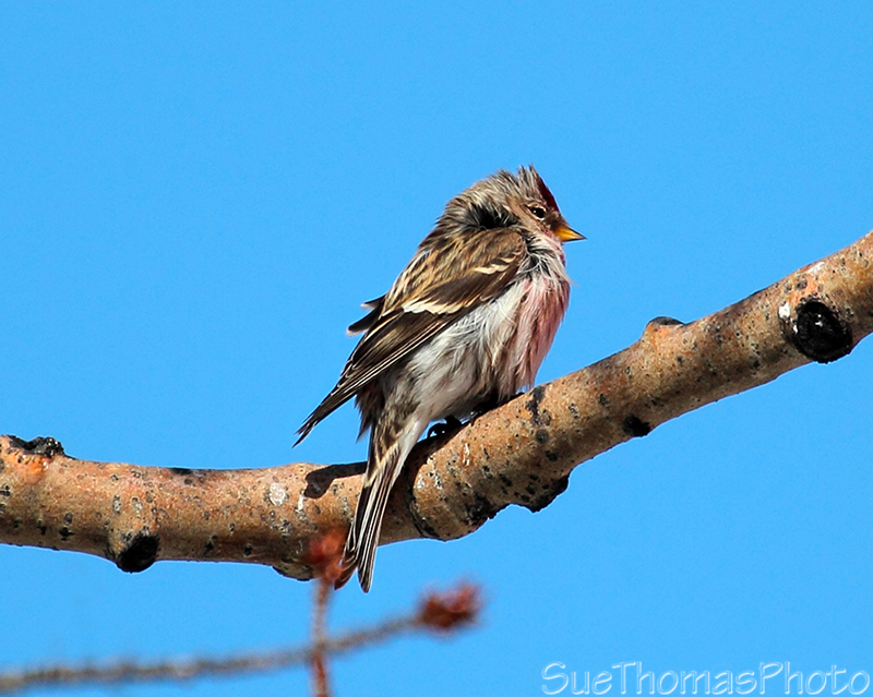 Redpoll