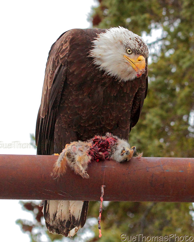 Bald Eagle