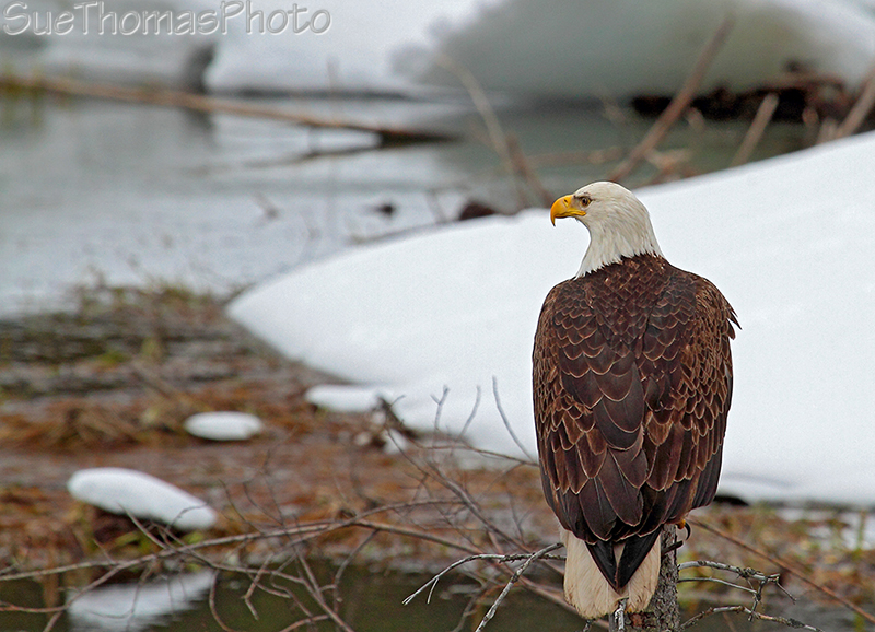 Bald Eagle