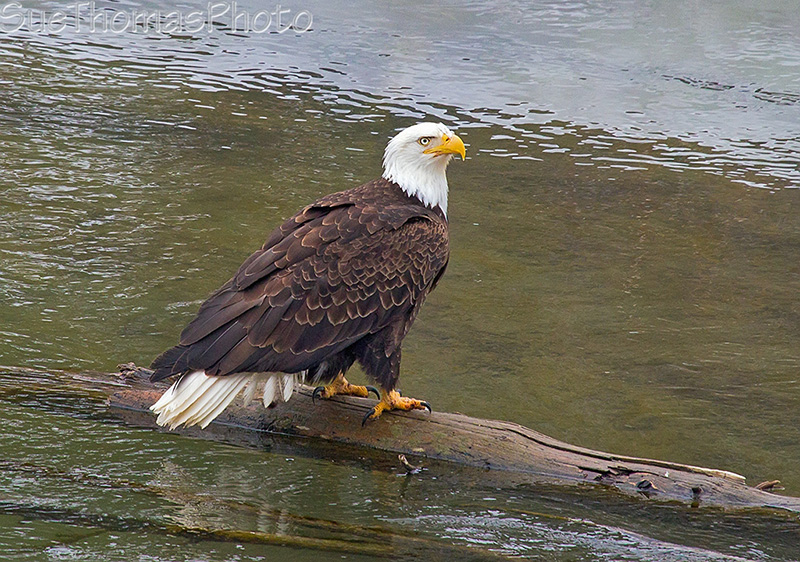 Bald Eagle