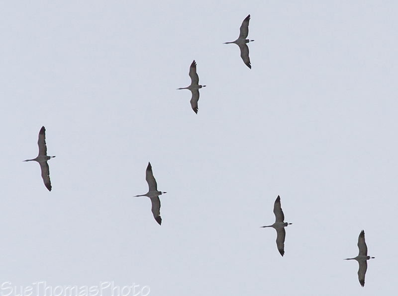Sandhill Cranes overhead