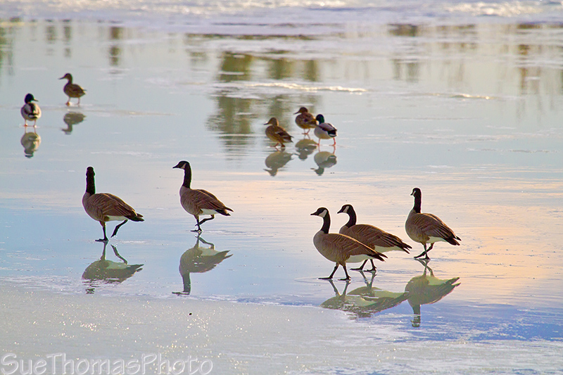 Geese on Ice