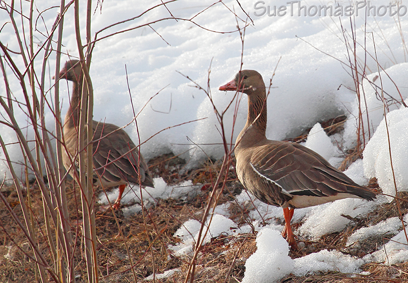 Greater White-fronted Geese