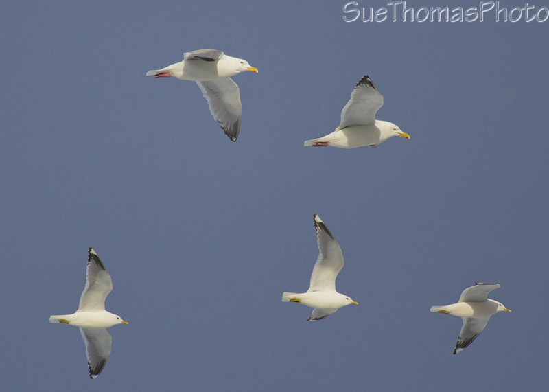Herring Gulls