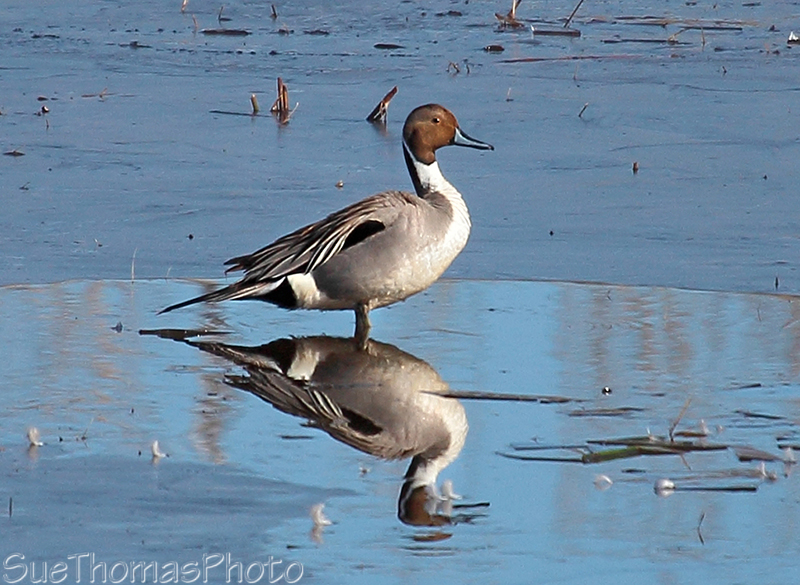 Northern Pintail