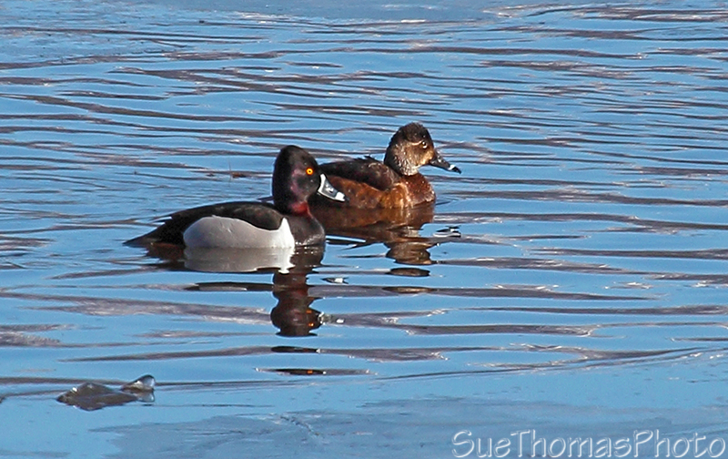 Ring-necked Ducks