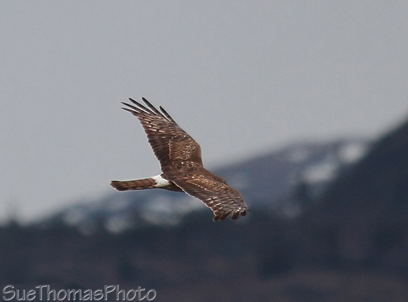 Northern Harrier