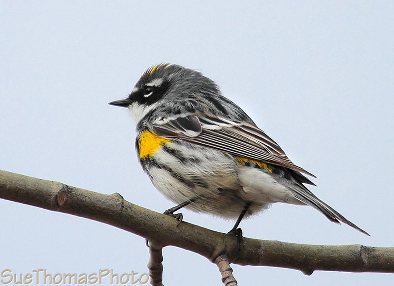 Yellow-rumped Warbler