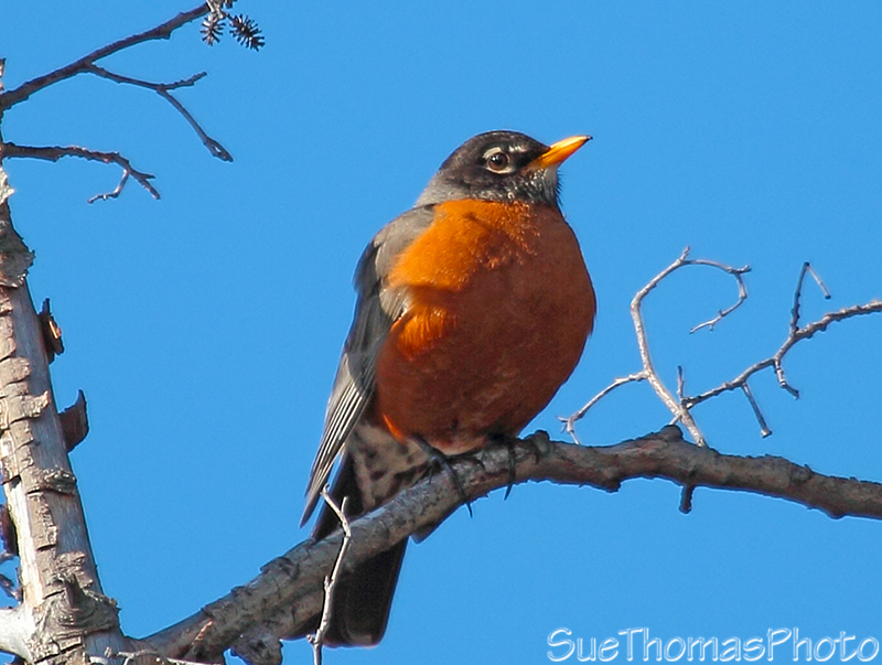 American Robin