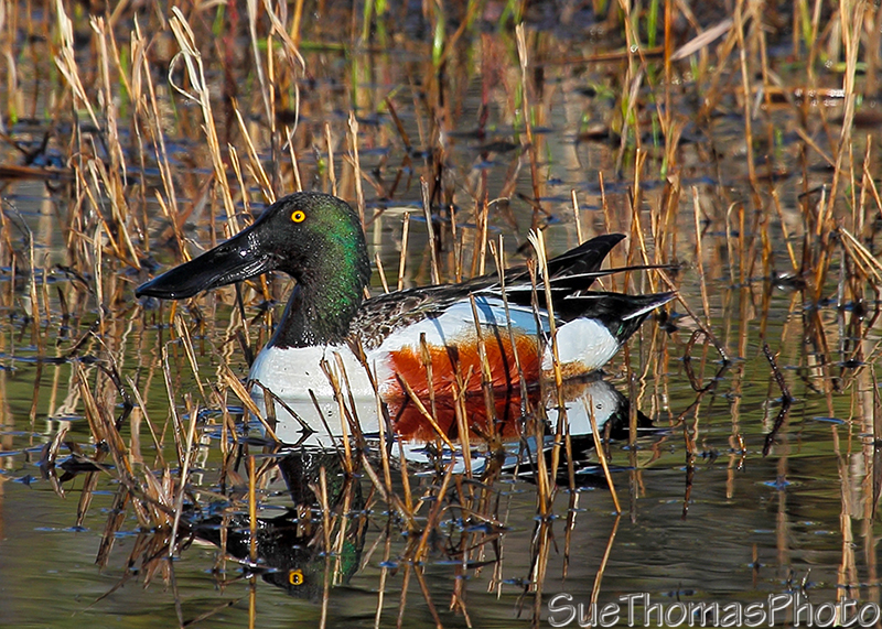 Northern Shoveler in Yukon