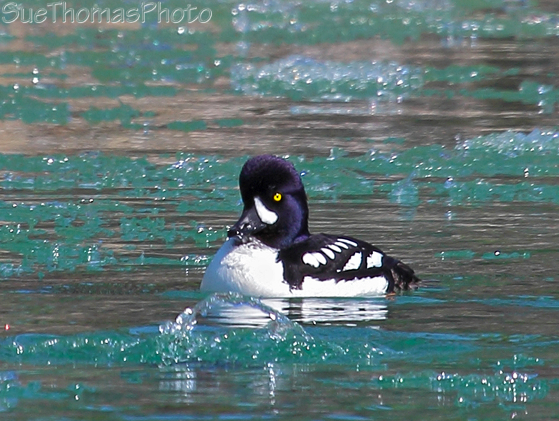 Barrow's Goldeneye