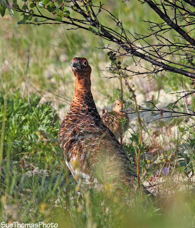 Willow Ptarmigan, Haines Road