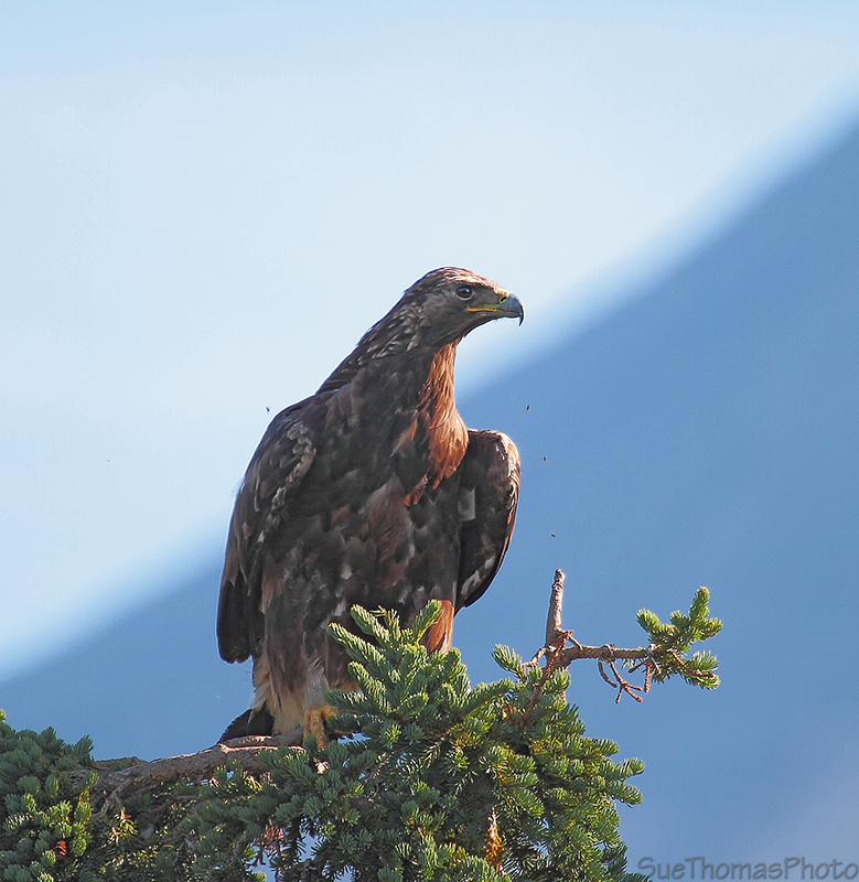 Golden Eagle
