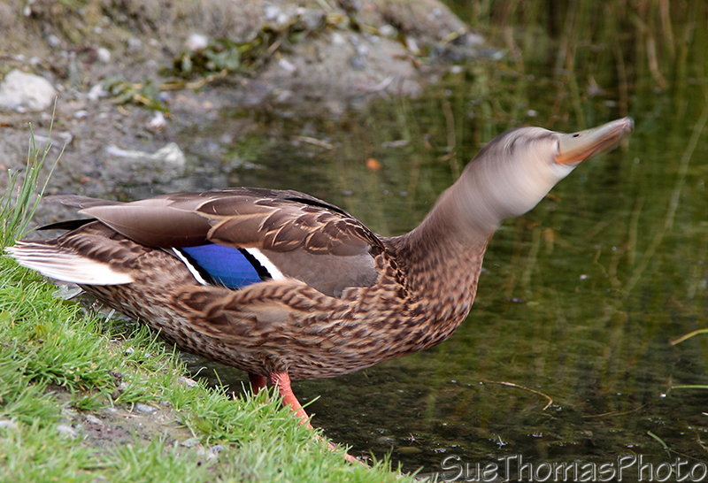 Mallard