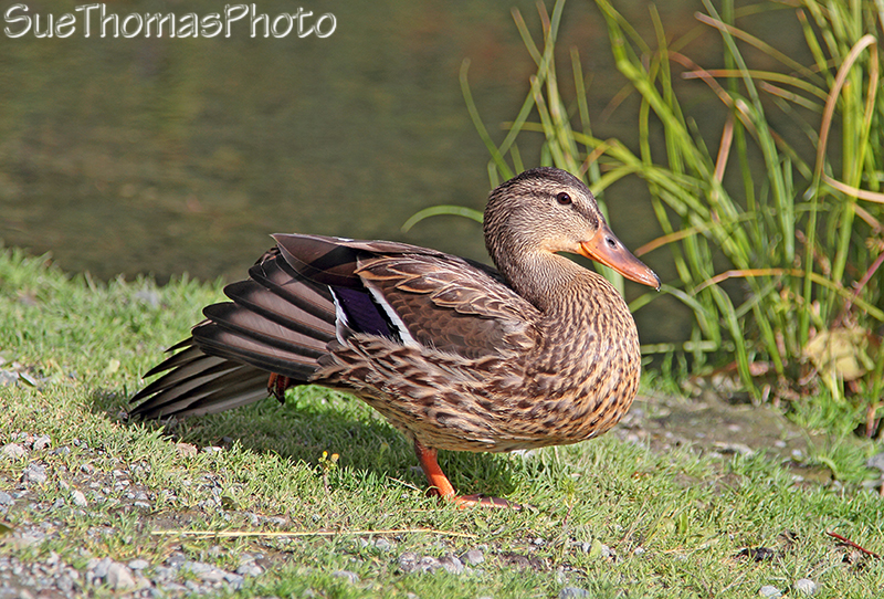Mallard