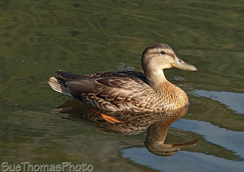 Mallard