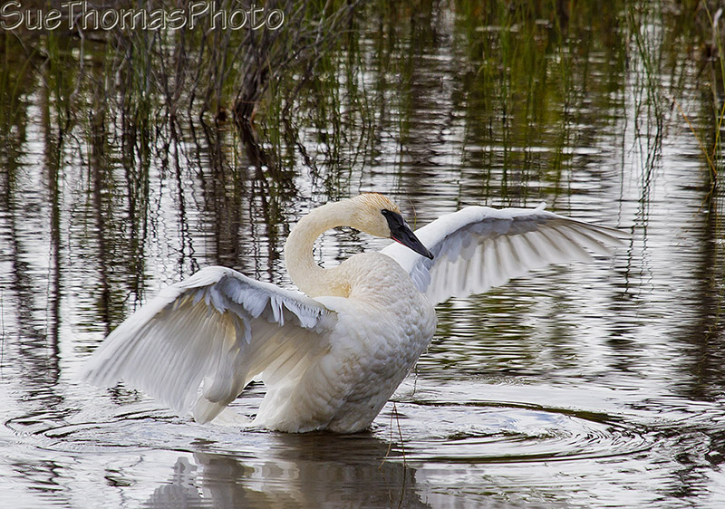 Trumpeter Swans