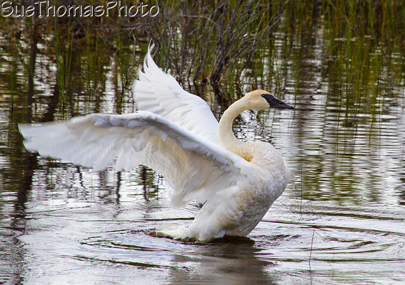 Trumpeter Swan