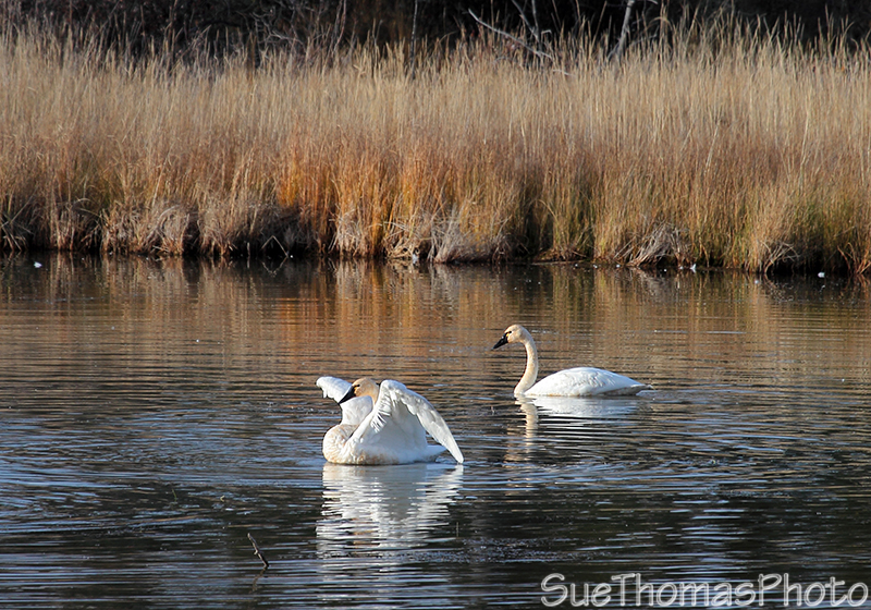Tundra Swans