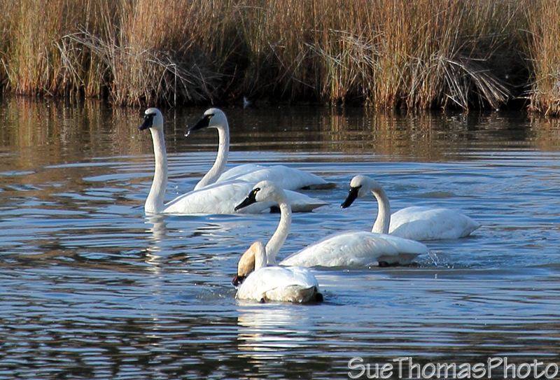Tundra Swans
