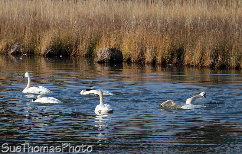 Tundra Swans