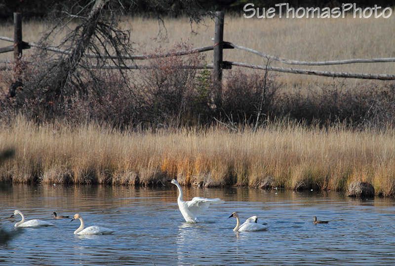 Tundra Swans