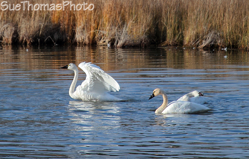 Tundra Swans