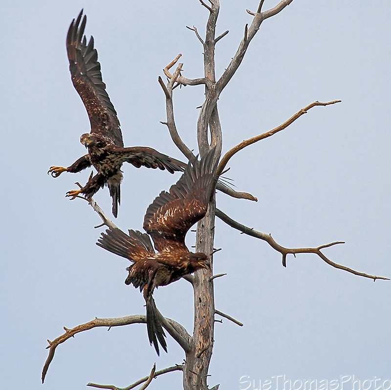 Bald Eagles