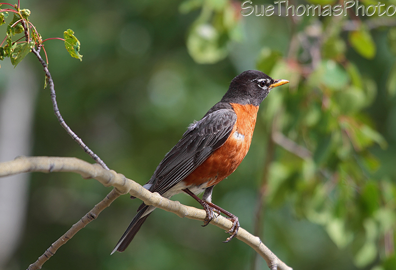 American Robin in spring
