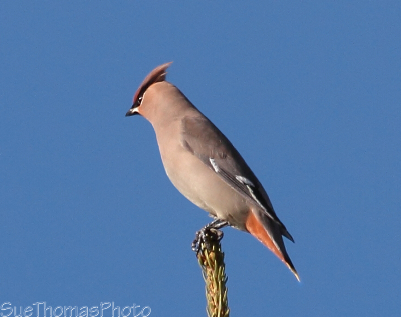 Bohemian Waxwing on a treetop
