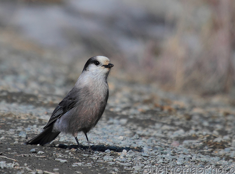 Gray Jay in Yukon