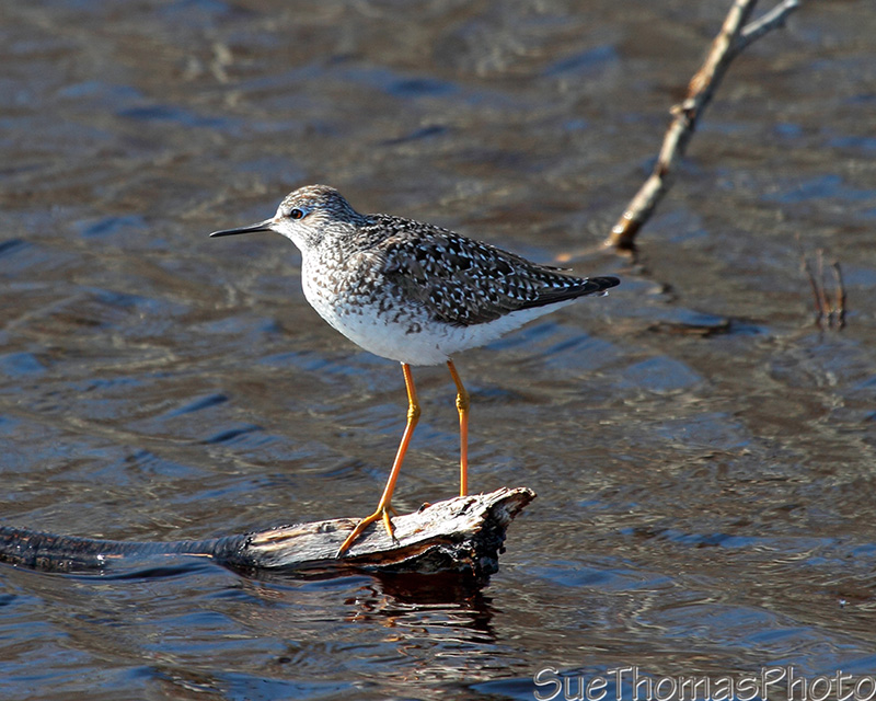 Yellowlegs