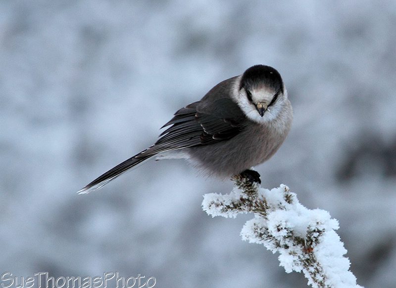 Gray jay in December